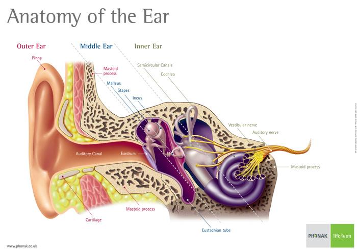 Anatomy of the ear